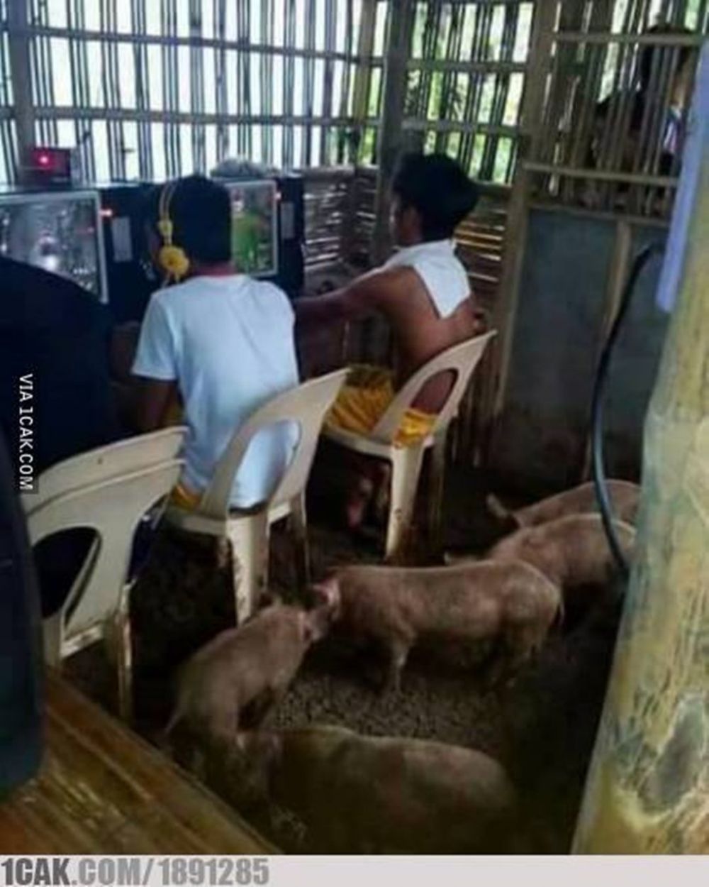 Penampakan di dalam kandang yang nyeleneh dan bikin garuk kepala